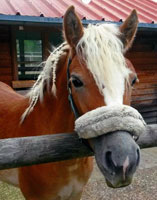 Haflinger